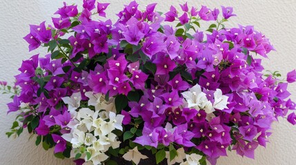 Fototapeta premium Bougainvillea blooms in clusters with purple and white mixed flowers in various colors
