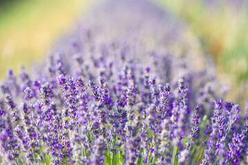 Obraz premium Close-up of a lavender plant in the Pyrenees in Catalonia