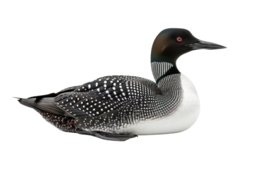 Common Loon, Gavia immer, Bird, Wildlife, Nature, Animal, Water, Lake, Sea, Waterbird, Aquatic, Feathers, Black and White, Red Eyes,