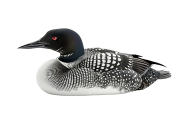 Common Loon Bird Close-Up Portrait