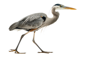 Great Blue Heron isolated