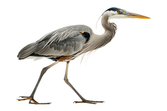 recommend clip art: Great Blue Heron isolated