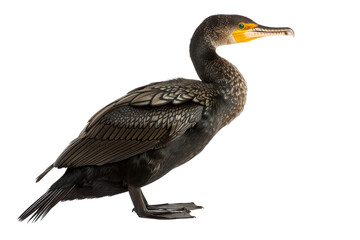 Obraz premium Cormorant Bird with Black Feathers and Yellow Beak