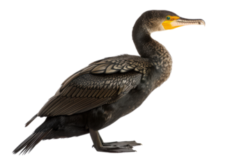 Cormorant Bird with Black Feathers and Yellow Beak