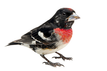 Obraz premium Red-winged Blackbird