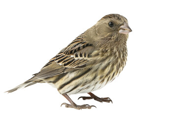 Small Brown Bird isolated