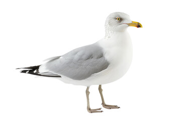 Fototapeta premium Seagull isolated