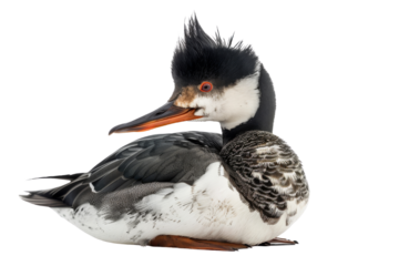Red-breasted Merganser Duck
