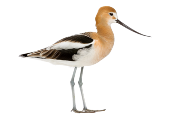American Avocet Bird Standing