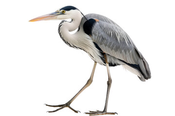 Graceful great blue heron stands solitary, grey feathers ruffled, long beak poised.