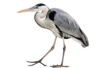 Graceful great blue heron stands solitary, grey feathers ruffled, long beak poised.