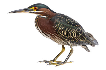 Green Heron Bird isolated