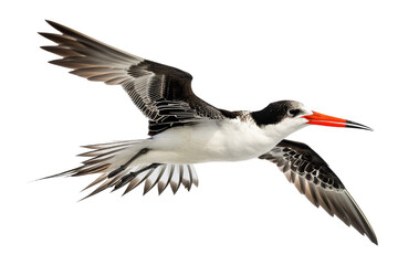 Fototapeta premium Black Skimmer in Flight