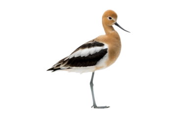 American Avocet with Egg