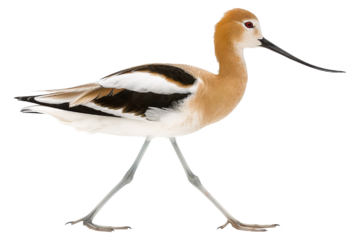 American Avocet Bird