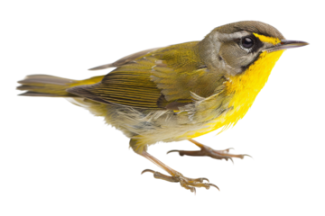 Yellow-rumped Warbler Bird