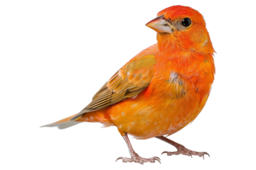 Orange Bird isolated