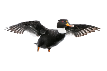 Black Duck with Orange Beak Flying