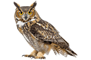 Obraz premium Great Horned Owl