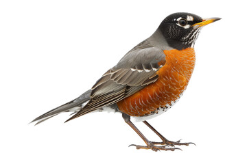 American Robin isolated