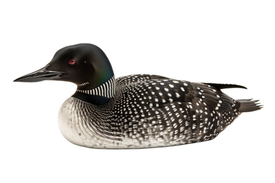 Common Loon (Gavia immer) Close-up Portrait isolated