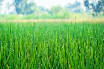 view of rice plants with dew sticking to them in the morning