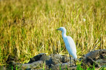 the crane stands alone in the rice fields