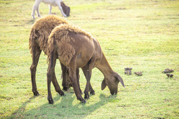 Brown and white goat grazing in the field.