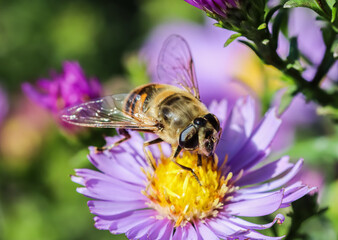 Worker bee on Sapphire Mist aster flowers in autumn garden