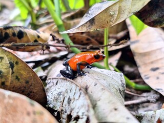 Oophaga pumilio