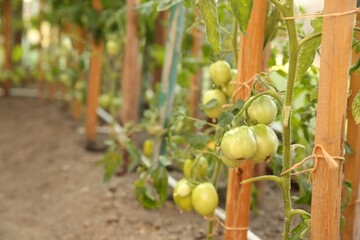 Unripe tomatoes growing in greenhouse, closeup. Vegetable garden
