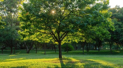 Obraz premium Green tree in the park