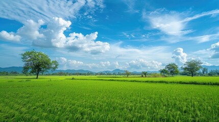 Obraz premium Green rice trees in rice fields under a blue sky