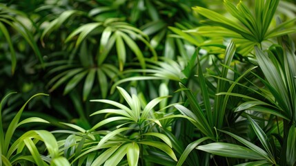Green Plant Background at Muenster Botanical Garden Germany