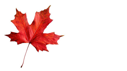 Maple autumn fall leaf on transparent background