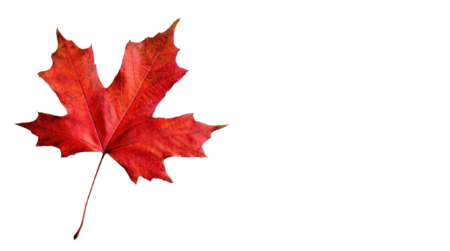Maple autumn fall leaf on transparent background
