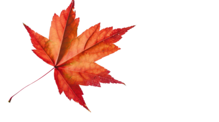 Maple autumn fall leaf on transparent background