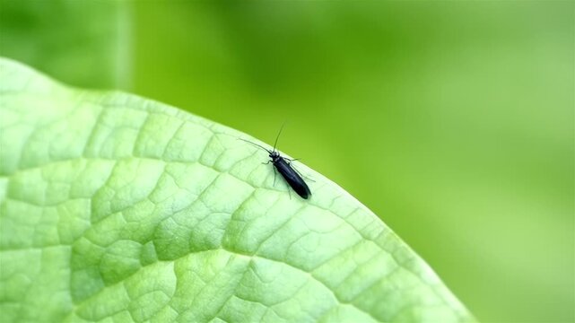 Slow-motion of a black rolled-winged stonefly surveying its surroundings from edge of a gently swaying green leaf. Tiny flies flit about in background, showcasing vibrant microcosm of insect life.