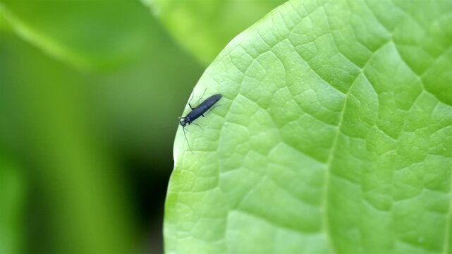 A black rolled-winged stonefly navigates across a bright green leaf, moving from the upper left edge towards the bottom. The camera follows its path as it approaches the junction of two leaves.
