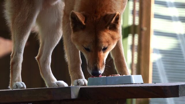 Close up shot of a dingo, canis familiaris in captivity, eating from the bowl in the enclosure, Australian native canine species.