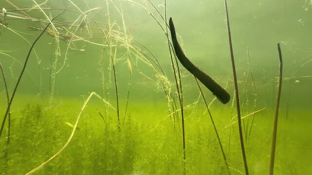 Horse leech (Haemopis sanguisuga) swimming around. Underwater shot in the wild. Estonia.