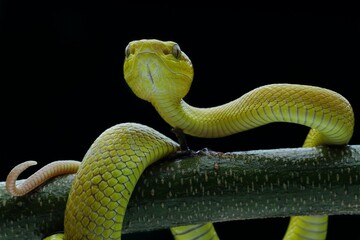 Potrait The Yellow White-lipped Pit Viper (Trimeresurus insularis) closeup on branch with black background