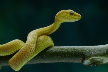 Potrait The Yellow White-lipped Pit Viper (Trimeresurus insularis) closeup on branch with black background