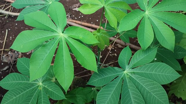 fresh casava tree
