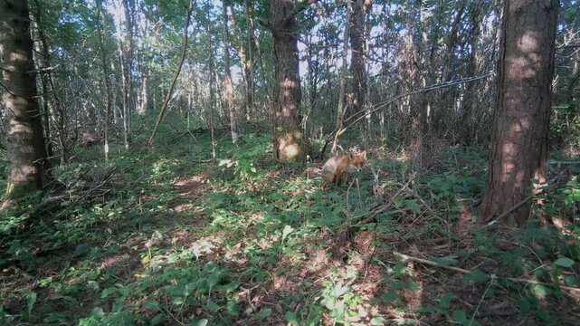 Red fox (Vulpes vulpes) poops in front of a trail camera in the forest. Saaremaa, Estonia.