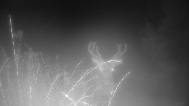 Ghostly night shot of a male red deer (Cervus elaphus) in the fog. Saaremaa, Estonia.