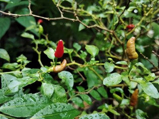 Chilli plant in the garden 