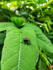 Fly sitting on a green leaf 