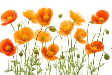 Naklejka premium Iceland poppy flowers on white background, AI Generated