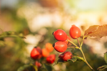 Vibrant and Colorful rose hips Growing on a Thorny Bush Illuminated by Soft Morning Light